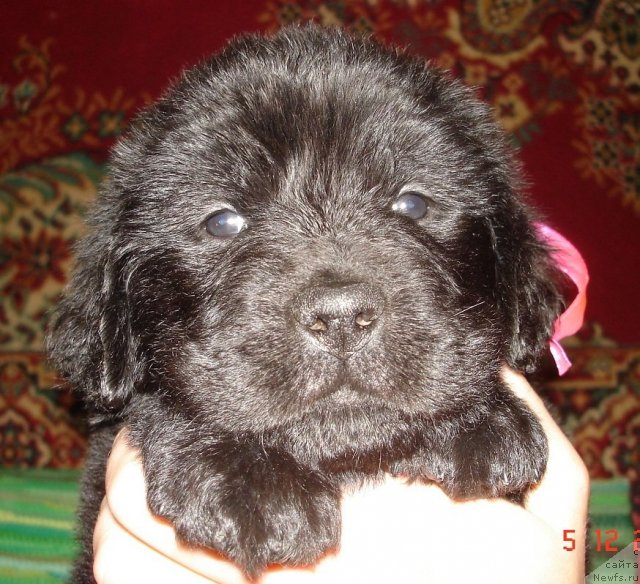 Фото: ньюфаундленд Смигар Осенняя Сказка, ньюфаундленд Смигар Нансен Неустрашимый (Smigar Nansen Neustrashimy)