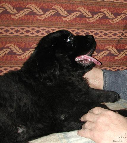 Фото: ньюфаундленд Сент Джонс Орфей