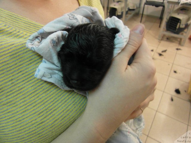 Фотография № 82866