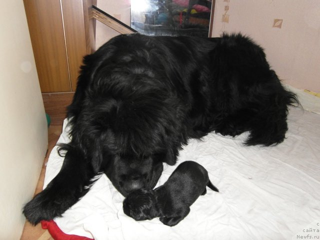 Фотография № 82870