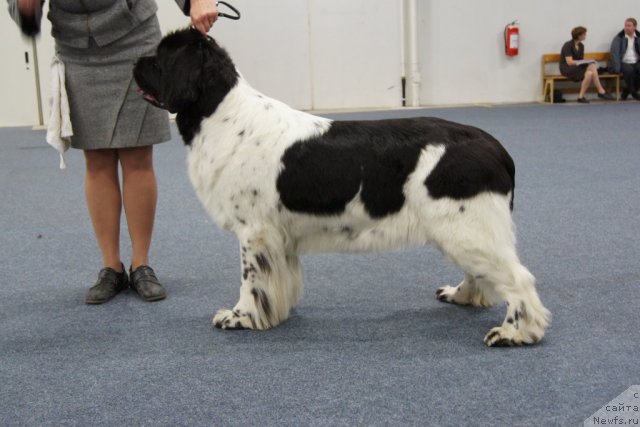 Фото: ньюфаундленд Don't Worry Be Happy de L'Etoile de Cyrice