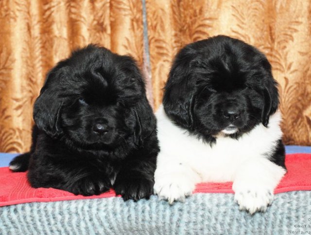 Фото: Дети, ньюфаундленд Бьянка Седьмое Чудо Света