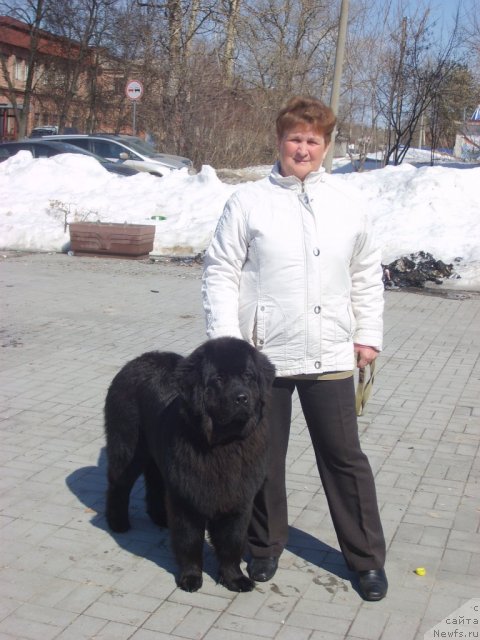 Фото: ньюфаундленд Ариэль Нежданная Награда