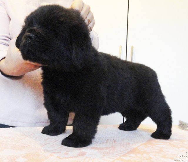 Фото: ньюфаундленд Bjornebandens Nancy Wilson, ньюфаундленд Бегущая по Волнам Сун ин Му Ханд (Beguschaya po Volnam Sun in My Hand)