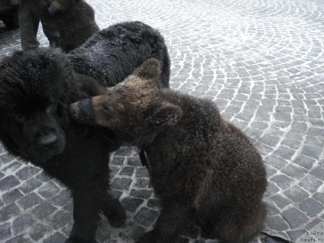 Фото: ньюфаундленд Талула Белл (Talula Bell), Умка