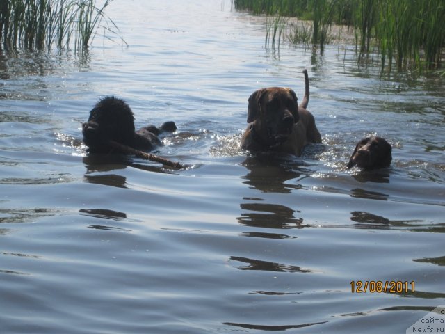 Фото: ньюфаундленд Ньюфорт Лапочка Дочка