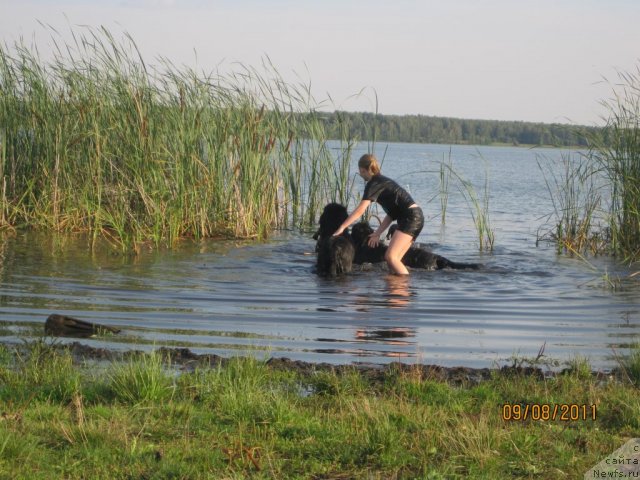 Фото: ньюфаундленд Ньюфорт Лапочка Дочка