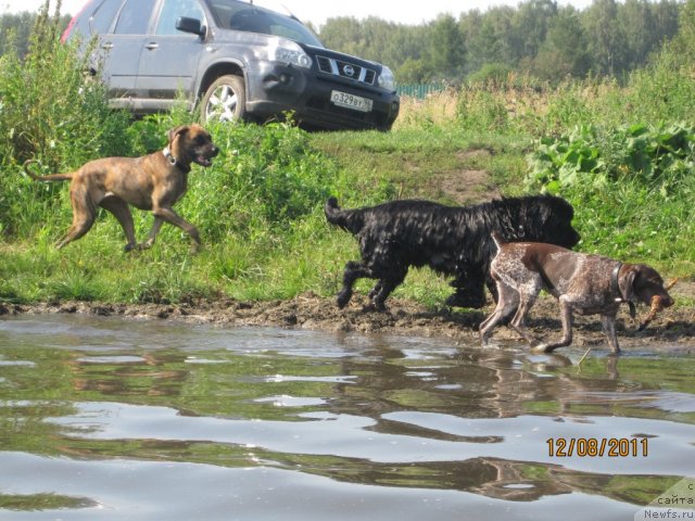 Фото: ньюфаундленд Ньюфорт Лапочка Дочка
