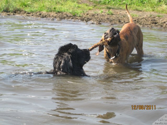Фото: ньюфаундленд Ньюфорт Лапочка Дочка