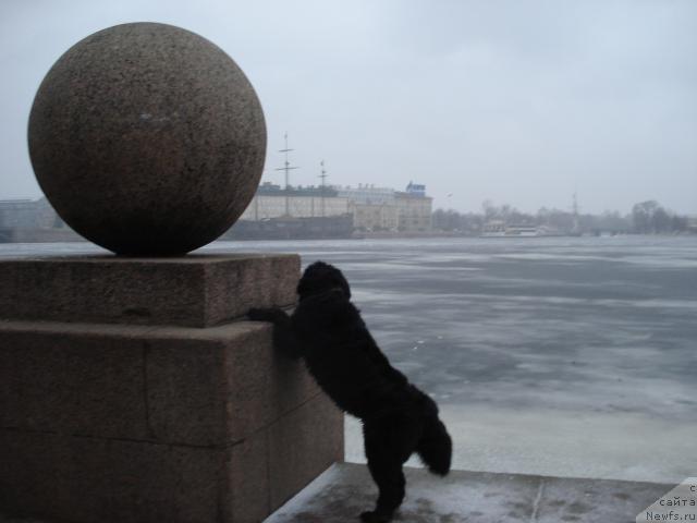 Фото: ньюфаундленд Талула Белл (Talula Bell)