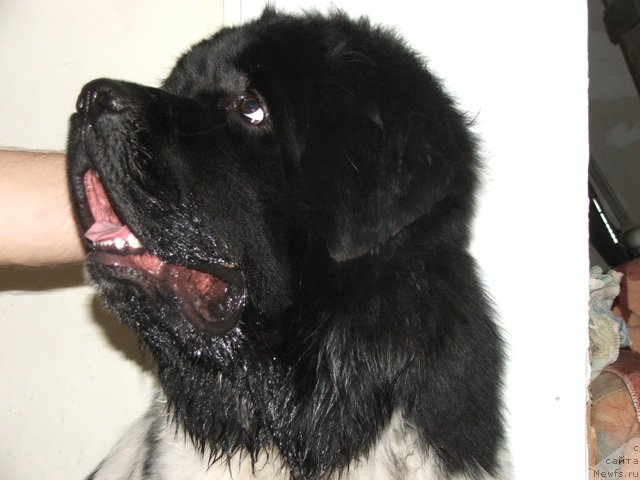 Фото: ньюфаундленд Плюшевая Панда Тайна Монрепо (Plushevaya Panda Tajna Monrepo)