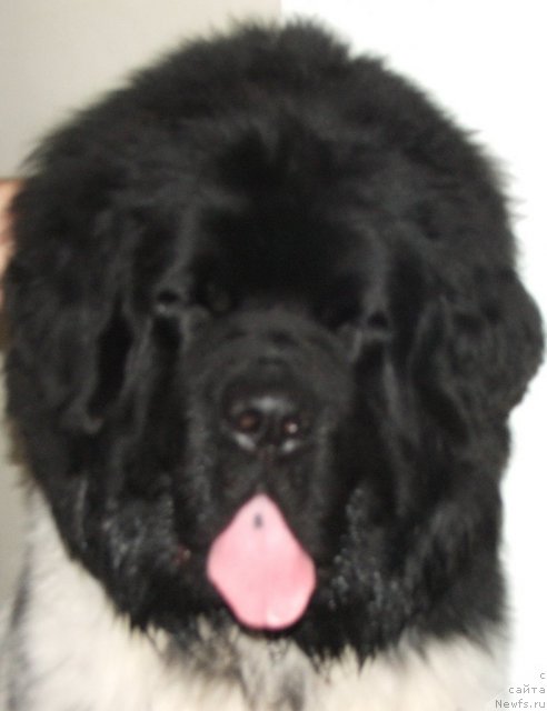 Фото: ньюфаундленд Плюшевая Панда Тайна Монрепо (Plushevaya Panda Tajna Monrepo)