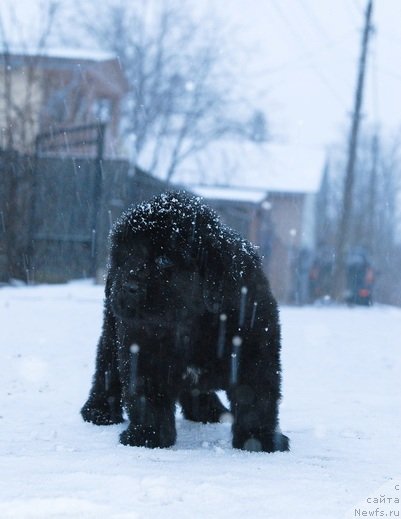 Фото: ньюфаундленд Сент Джонс Эбони ин Файер