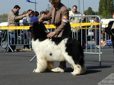 Фото: ньюфаундленд Vertigo Xmas Cracker