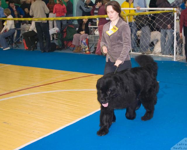 Фото: Надежда Момот, ньюфаундленд Юган с Тоянова Городка (Ygan s Toyanova Gorodka)