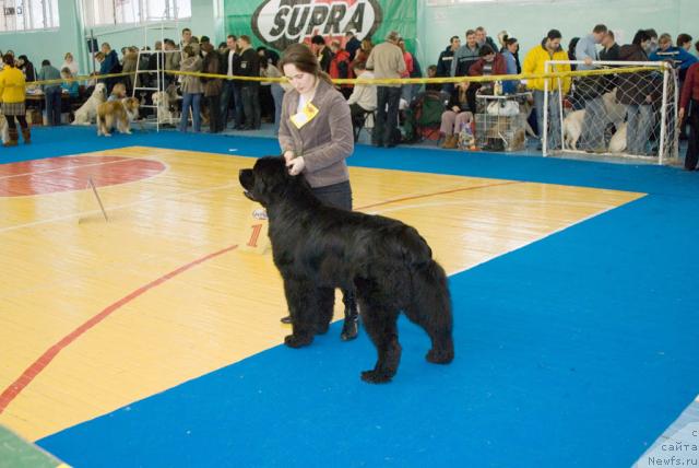 Фото: ньюфаундленд Юган с Тоянова Городка (Ygan s Toyanova Gorodka), Надежда Момот