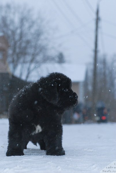 Фото: ньюфаундленд Сент Джонс Эклипс оф зе Мун