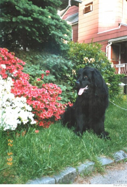 Фото: ньюфаундленд Мидас-Маврикий