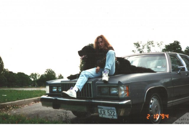 Фото: ньюфаундленд Мидас-Маврикий, Наталия Великанова