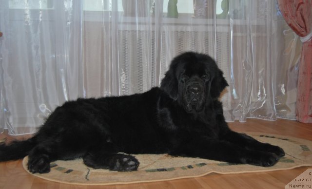 Фото: ньюфаундленд Формула Любви от Сибирского Медведя