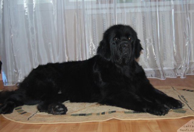 Фото: ньюфаундленд Формула Любви от Сибирского Медведя