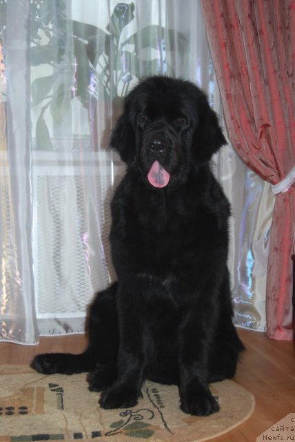 Фотография № 83046