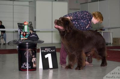 Фото: ньюфаундленд Акватория Келвин Редс Бегин энд Вин (Aquatoriya Kelvin Reds Begin and Win)