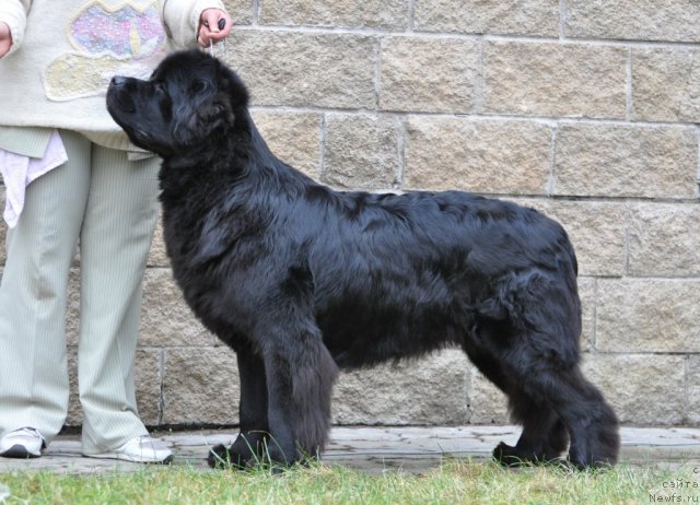 Фотография № 83090