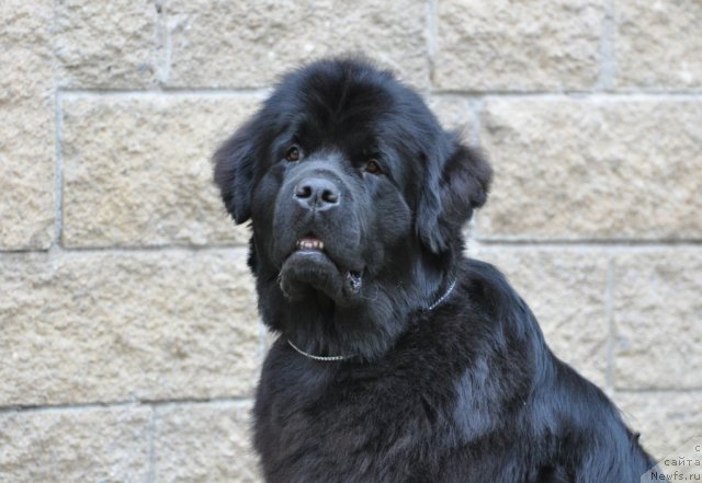 Фото: ньюфаундленд Целого Мира Мало из Аркаима (Tselogo Mira Malo iz Arkaima)