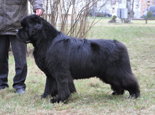 Фотография № 83093