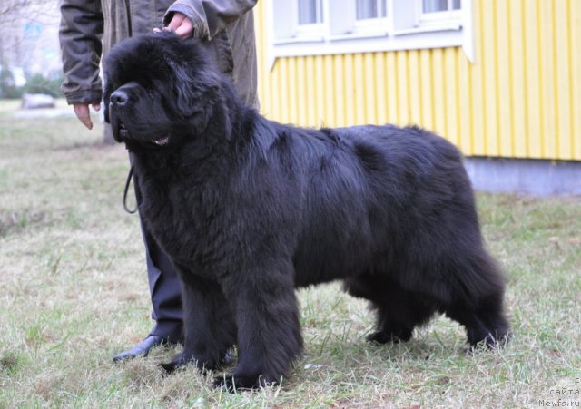 Фотография № 83094