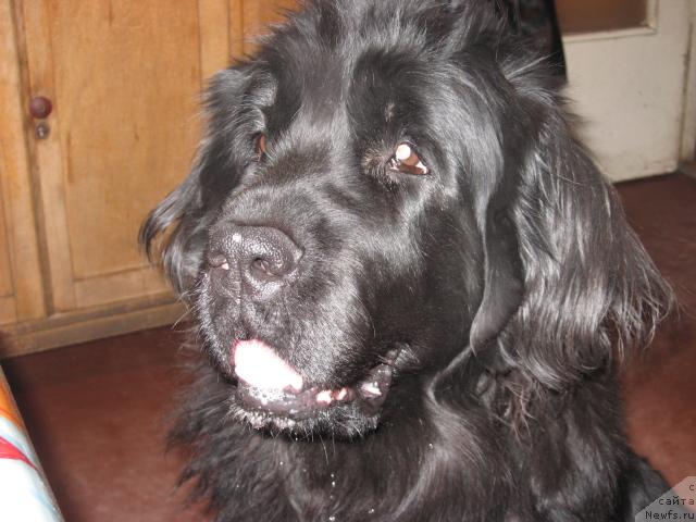 Фото: ньюфаундленд Лотта из Страны Чудес
