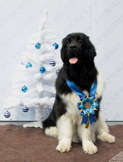 Фото: ньюфаундленд Супер Премиум Зиппи Сенсейшен