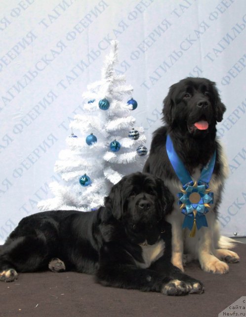 Фото: ньюфаундленд Икона Стиля, ньюфаундленд Супер Премиум Зиппи Сенсейшен