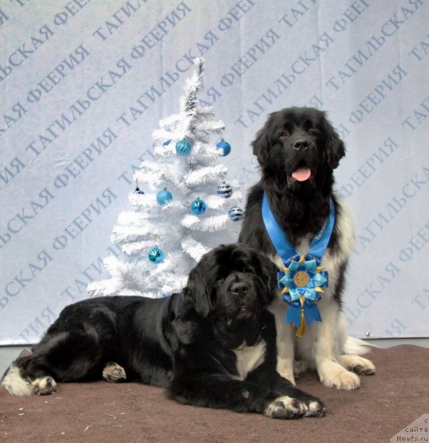 Фото: ньюфаундленд Икона Стиля, ньюфаундленд Супер Премиум Зиппи Сенсейшен