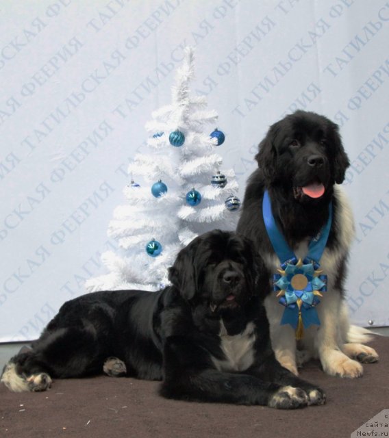 Фото: ньюфаундленд Икона Стиля, ньюфаундленд Супер Премиум Зиппи Сенсейшен