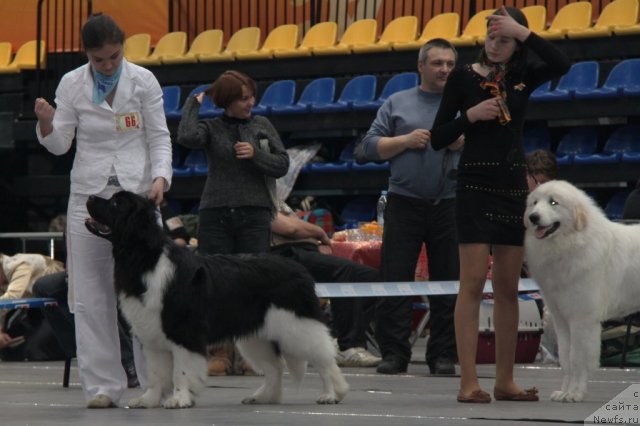 Фото: ньюфаундленд Супер Премиум Зиппи Сенсейшен