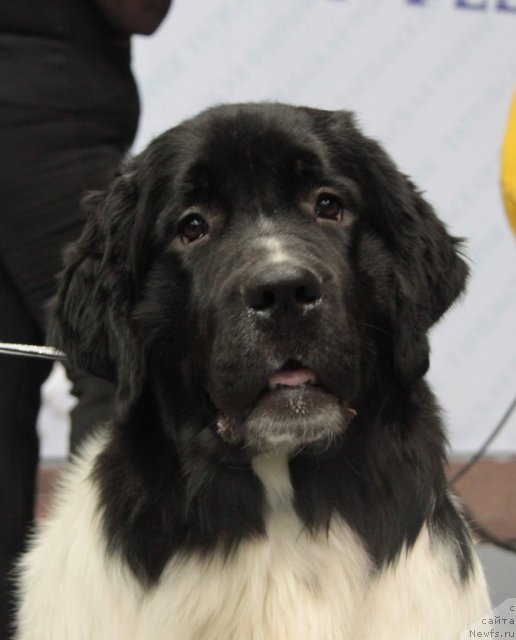 Фотография № 83119