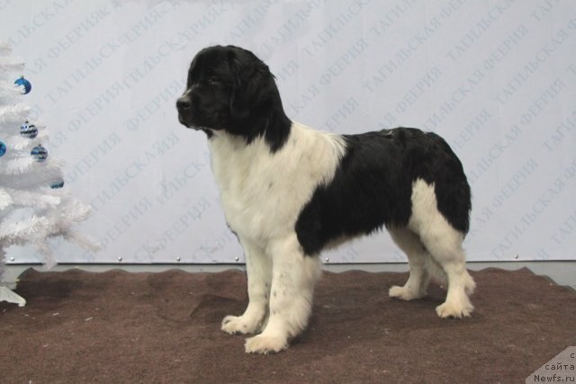 Фотография № 83122