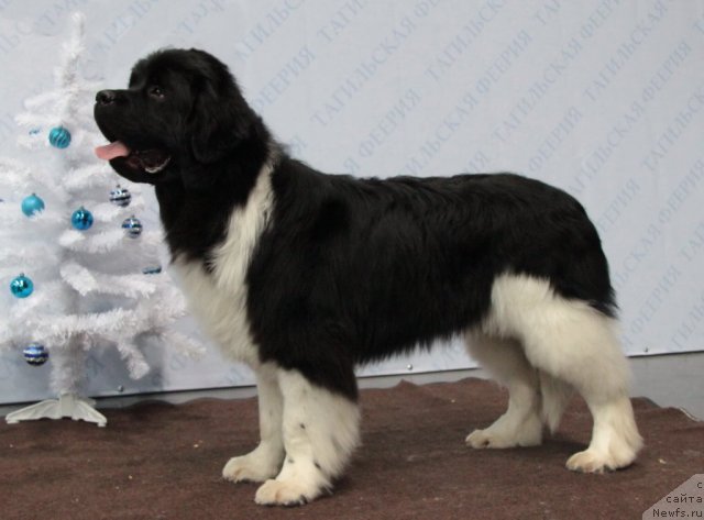 Фото: ньюфаундленд Супер Премиум Зиппи Сенсейшен