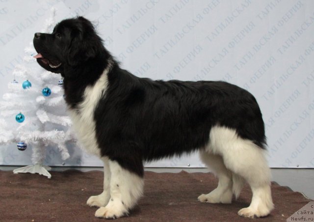 Фотография № 83124