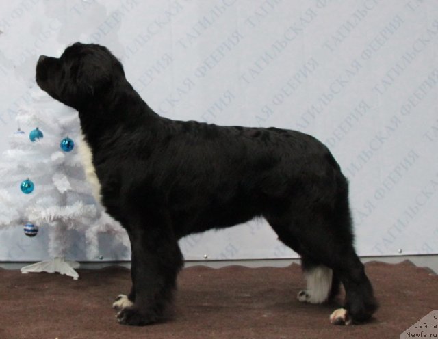 Фотография № 83125