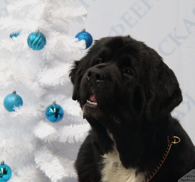 Фото: ньюфаундленд Икона Стиля