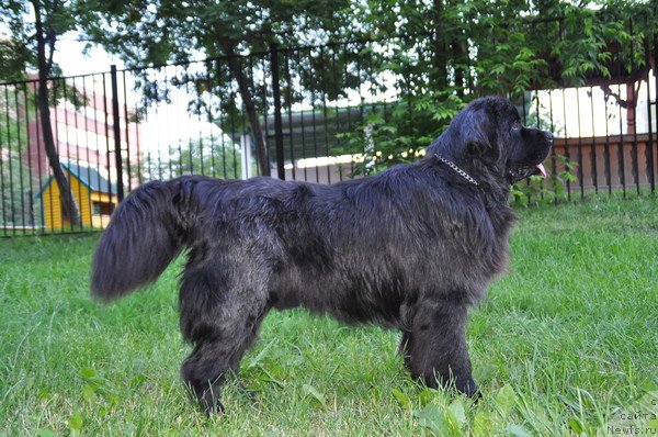 Фото: ньюфаундленд Рэш