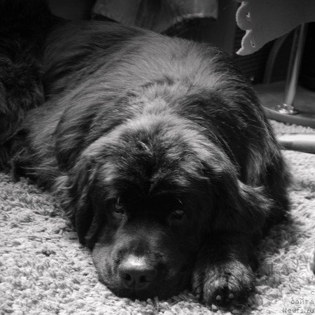 Фото: ньюфаундленд Рэш