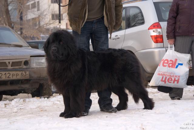 Фото: ньюфаундленд Лесная Сказка Роза Черная