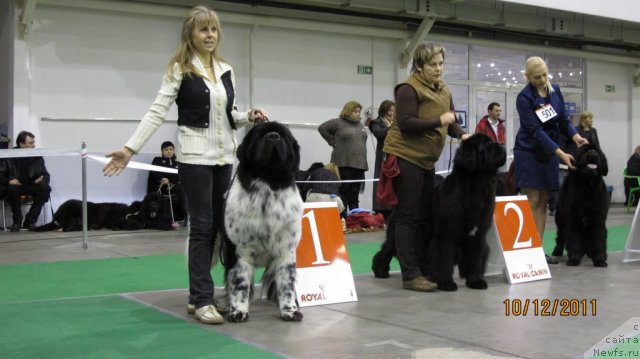 Фото: ньюфаундленд Плюшевая Панда Стиль-Санкт-Петербурга, ньюфаундленд Bowaters Braveheart Nuo Ozo Kalvu, ньюфаундленд Skippers Never Look Back