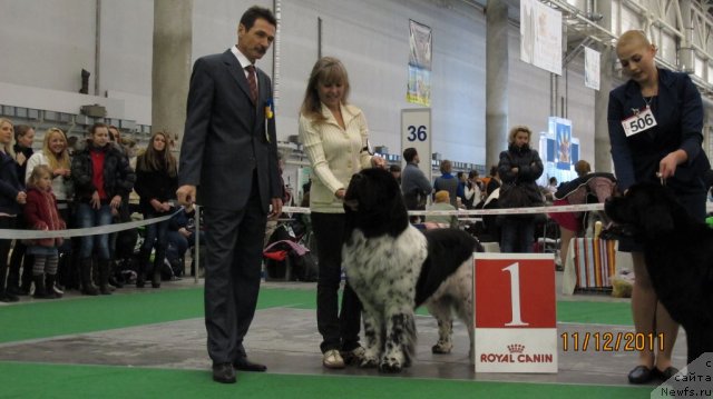 Фото: ньюфаундленд Плюшевая Панда Стиль-Санкт-Петербурга, ньюфаундленд Skippers Never Look Back