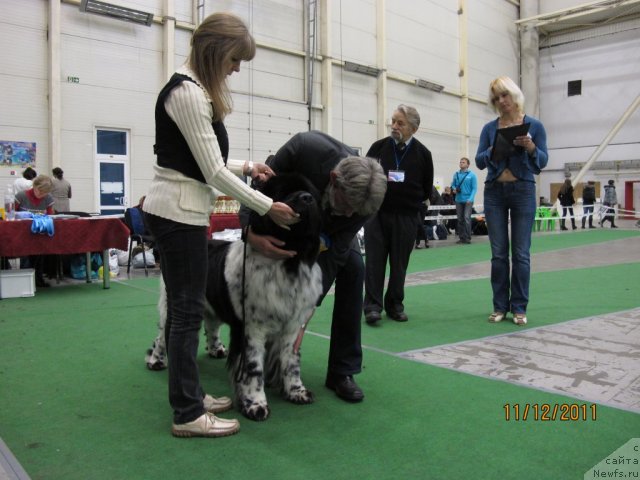 Фото: ньюфаундленд Плюшевая Панда Стиль-Санкт-Петербурга
