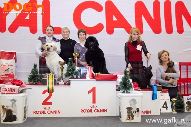 Фото: ньюфаундленд Акватория Келвин Ламборджини (Aquatoriya Kelvin Lambordghini)